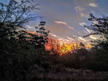 Trees in forest against sky at sunset