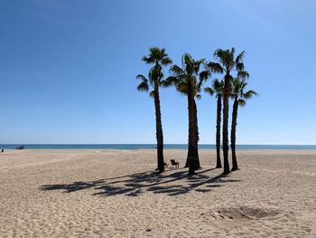 Palm trees on beach against clear blue sky