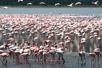 Lots of colorful flamingos in nakuru lake, kenya