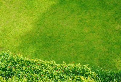 Full frame shot of fresh green grass