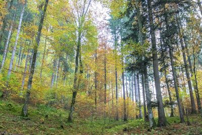 Pine trees in forest during autumn