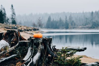 View of pumpkins on foggy day