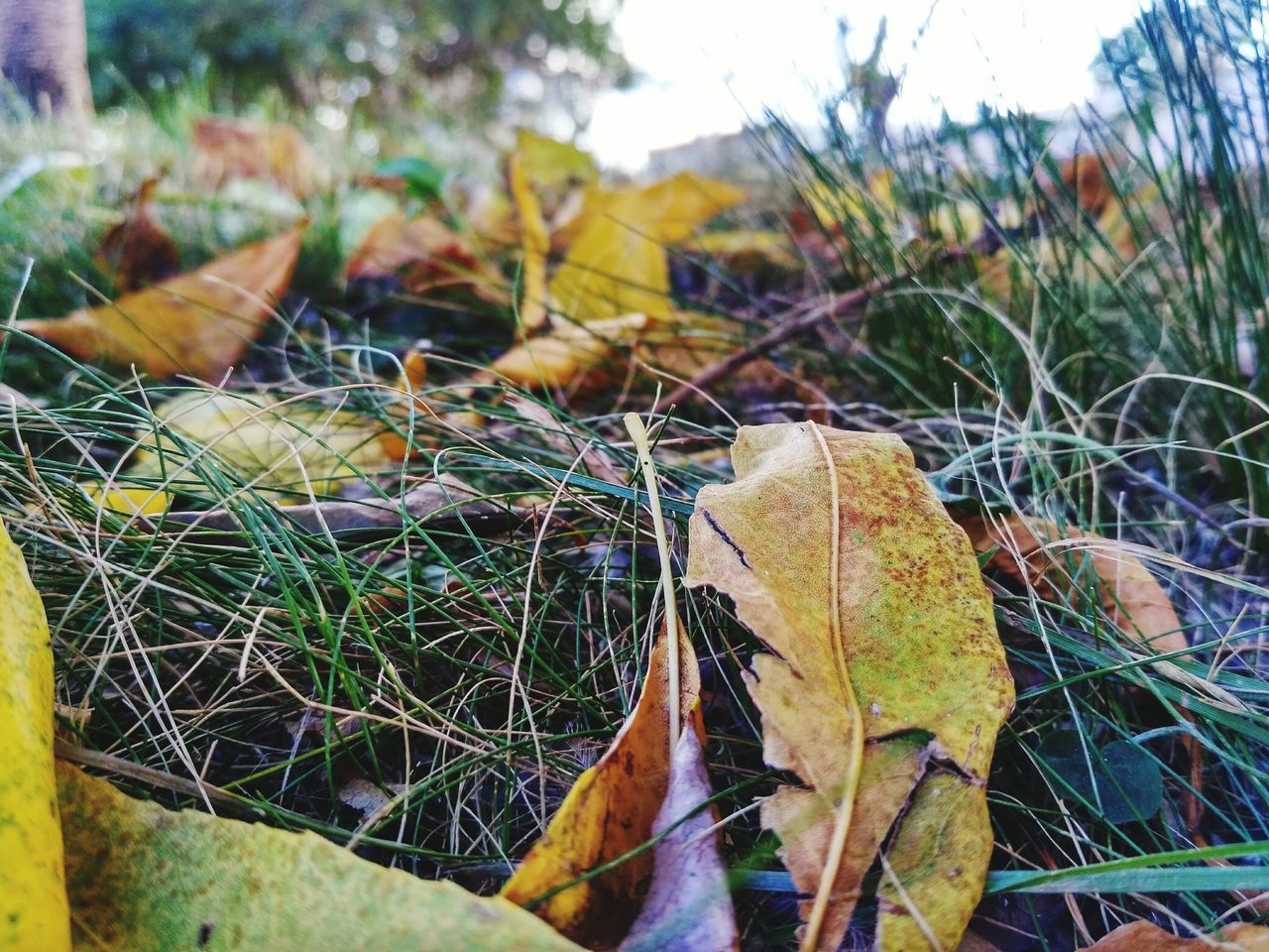 CLOSE-UP OF LEAVES IN AUTUMN