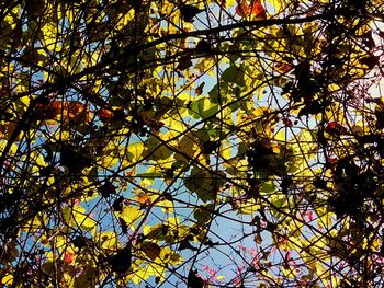 Low angle view of flower tree