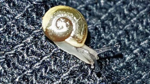 Close-up of snail