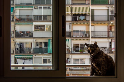 Cat looking through window