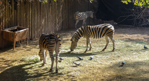 Zebras in a zoo