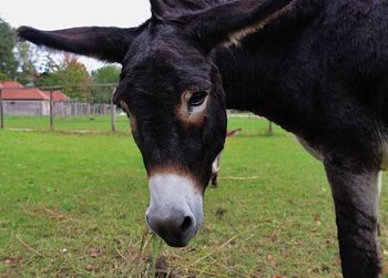 Close-up portrait of horse standing on field