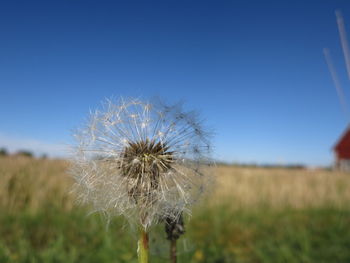 Close-up of dandelion on field against clear blue sky
