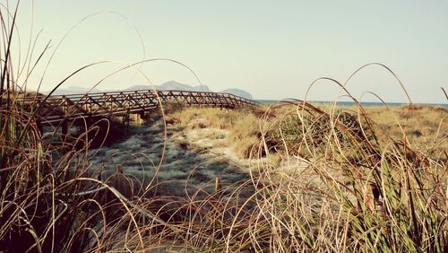 Grass on field against clear sky