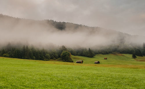 Scenic view of grassy field against sky