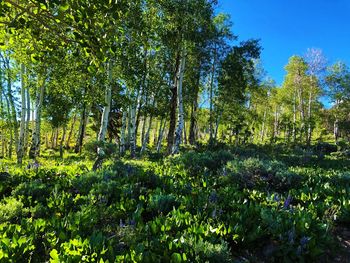 Scenic view of flowering trees in forest against sky