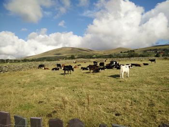 Cows grazing on field against sky