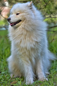 View of an animal on field