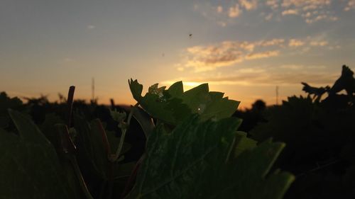 Plants growing on field at sunset