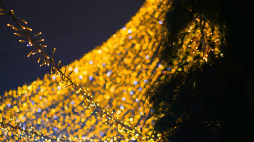Low angle view of flowering plants against sky at night
