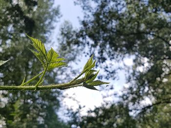 Low angle view of pine tree