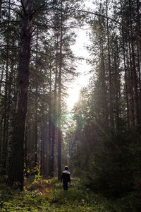 Little boy walks amidst high trees in the deep forest