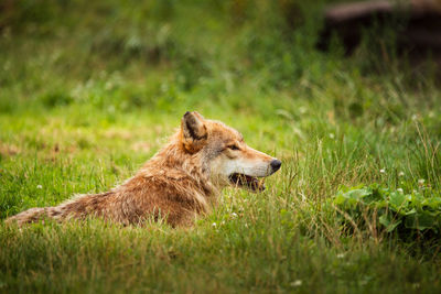 Wolf relaxing on grassy field