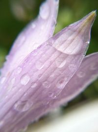 Macro shot of water drops on flower