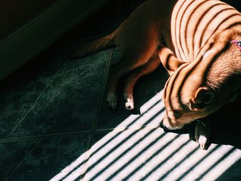 High angle view of dog lying on tiled floor at home