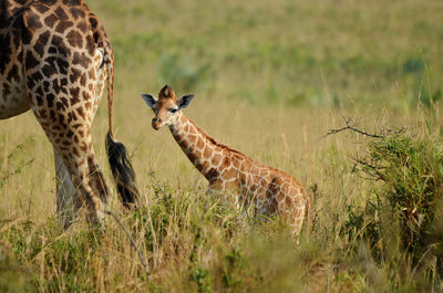 Cheetah walking on field