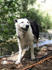 Portrait of dog standing in park