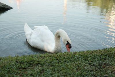Swan swimming in lake