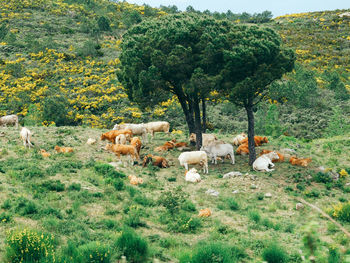 View of cattle on field