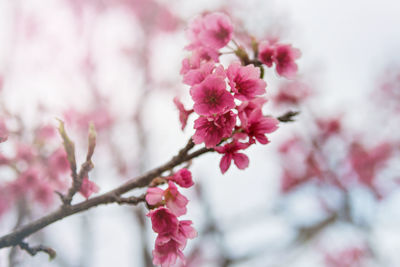 Close-up of pink cherry blossoms in spring