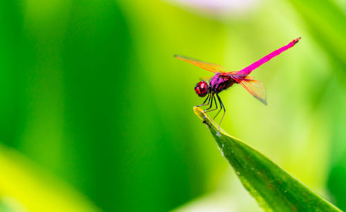 Close-up of insect on flower