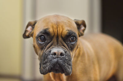 Close-up portrait of dog at home