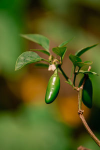 Close-up of fruit growing on plant