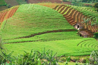 Scenic view of agricultural field