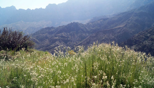 Plants growing on landscape against mountains