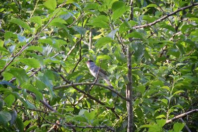 Low angle view of bird perching on tree