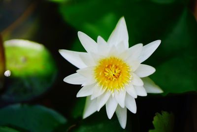 Close-up of white water lily