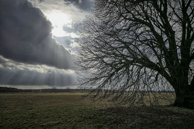 Bare trees on field against sky