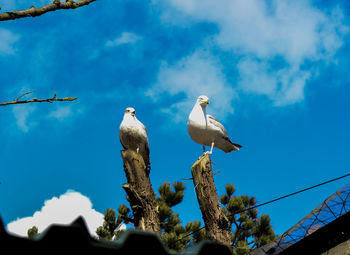 Low angle view of bird against blue sky