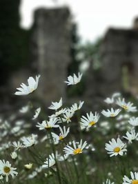 Close-up of flowers blooming outdoors