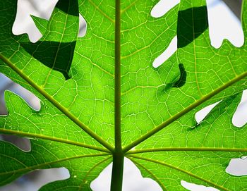 Close-up of fresh green leaf