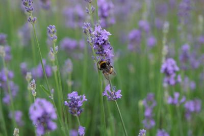 Close-up of bee pollinating on lavender