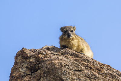 Cape hyrax on rock against clear sky