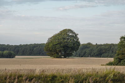 Trees on field against sky