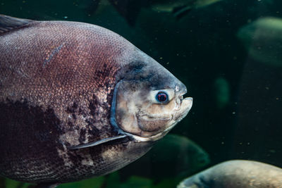 Close-up of fish