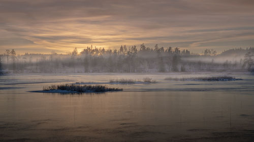 Winter on a bog