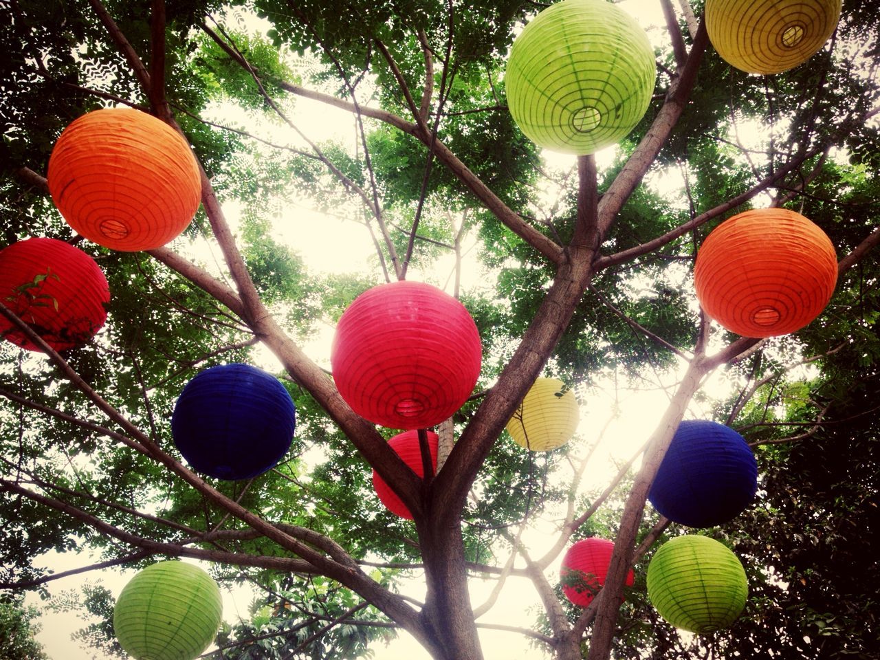 low angle view, hanging, celebration, tree, decoration, christmas, christmas decoration, balloon, tradition, red, christmas tree, christmas ornament, multi colored, traditional festival, sphere, branch, lantern, cultures, chinese lantern, fruit