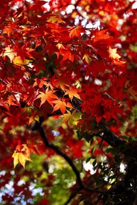 Full frame shot of autumn leaves