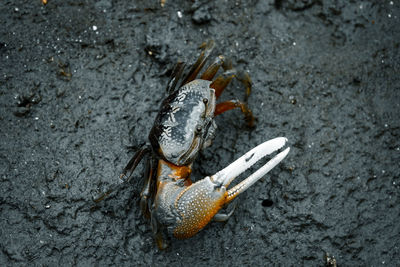 High angle view of crab on beach