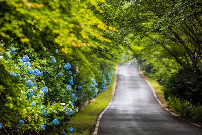 Walkway amidst trees